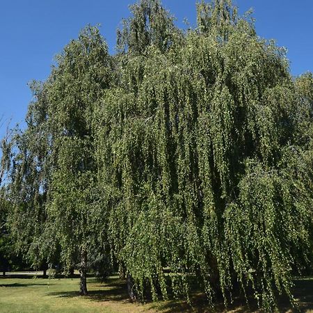 Apartamento Al Salice Tranquillita Nel Verde Via Amendola 24 Busto Arsizio Exterior foto